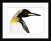 King penguin by Anonymous