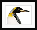 King penguin by Anonymous
