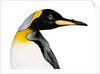 King penguin by Anonymous