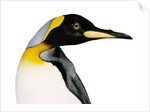 King penguin by Anonymous