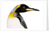 King penguin by Anonymous