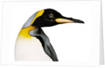 King penguin by Anonymous