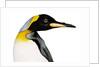 King penguin by Anonymous