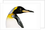 King penguin by Anonymous