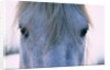 Camargue Horse by Anonymous