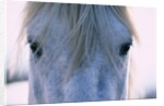 Camargue Horse by Anonymous
