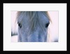 Camargue Horse by Anonymous