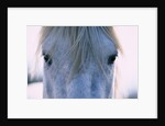 Camargue Horse by Anonymous