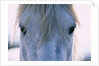 Camargue Horse by Anonymous
