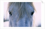 Camargue Horse by Anonymous