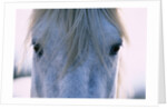 Camargue Horse by Anonymous