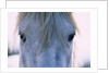 Camargue Horse by Anonymous