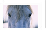 Camargue Horse by Anonymous