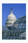 United States Botanic Garden Conservatory and Capitol, Washington DC, USA by Anonymous
