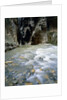 The Narrows, Zion National Park, Utah, USA by Anonymous
