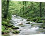 Forest creek with deciduous forest in the Black Forest, Germany by Anonymous