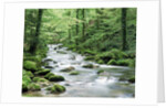 Forest creek with deciduous forest in the Black Forest, Germany by Anonymous