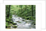 Forest creek with deciduous forest in the Black Forest, Germany by Anonymous