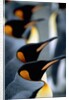 Group of king penguins by Anonymous