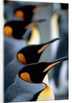 Group of king penguins by Anonymous
