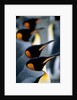 Group of king penguins by Anonymous