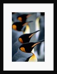 Group of king penguins by Anonymous