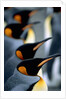 Group of king penguins by Anonymous