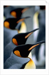 Group of king penguins by Anonymous