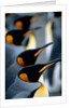 Group of king penguins by Anonymous