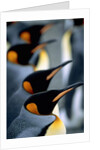 Group of king penguins by Anonymous