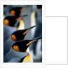 Group of king penguins by Anonymous