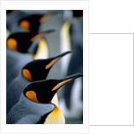 Group of king penguins by Anonymous