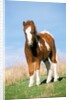 Foal of a Pony standing in the meadow by Anonymous