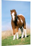 Foal of a Pony standing in the meadow by Anonymous