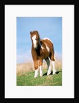 Foal of a Pony standing in the meadow by Anonymous