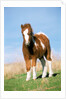 Foal of a Pony standing in the meadow by Anonymous