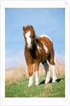 Foal of a Pony standing in the meadow by Anonymous