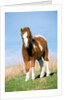 Foal of a Pony standing in the meadow by Anonymous