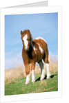 Foal of a Pony standing in the meadow by Anonymous