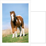 Foal of a Pony standing in the meadow by Anonymous