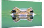 Frog in the water by Anonymous