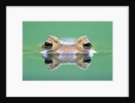 Frog in the water by Anonymous