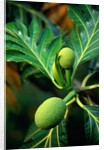 Breadfruit tree on Jamaica by Anonymous