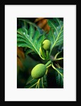Breadfruit tree on Jamaica by Anonymous
