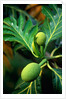 Breadfruit tree on Jamaica by Anonymous