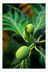 Breadfruit tree on Jamaica by Anonymous