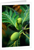 Breadfruit tree on Jamaica by Anonymous
