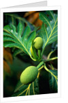 Breadfruit tree on Jamaica by Anonymous