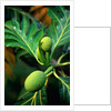 Breadfruit tree on Jamaica by Anonymous