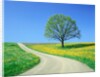 Country road and tree, spring by Anonymous